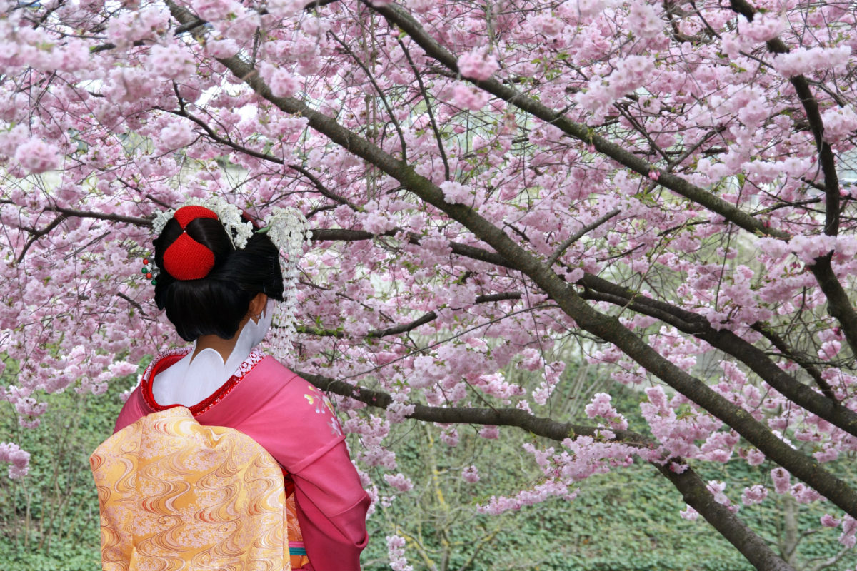 sakura cerejeiras japão
