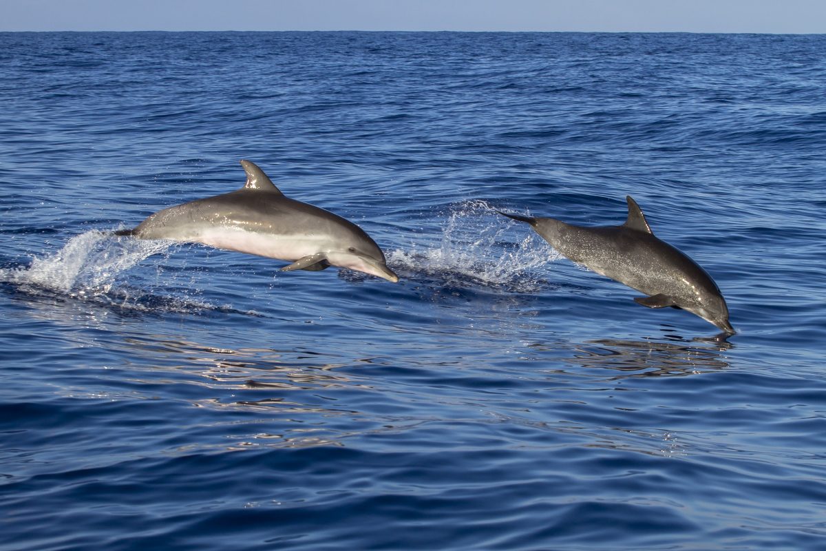 golfinhos, Porto Santo