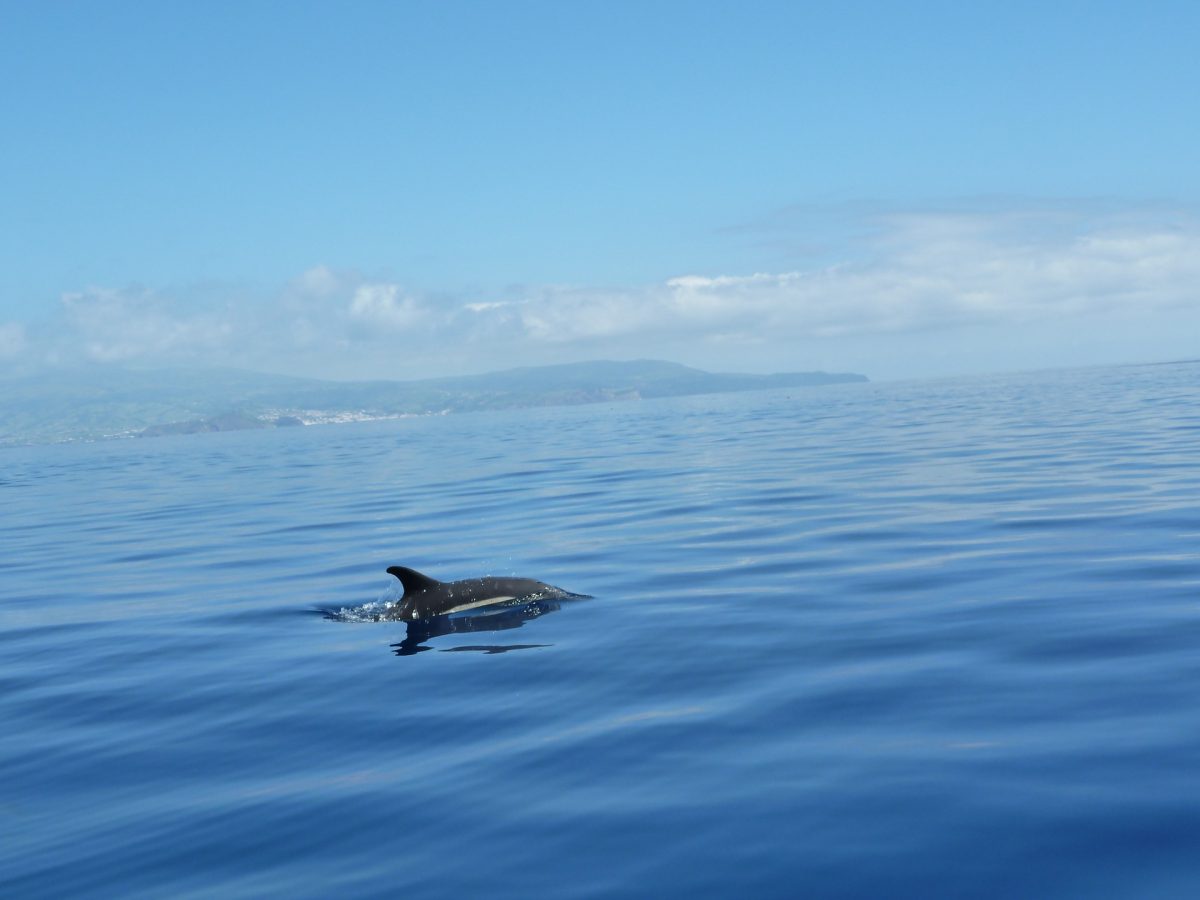 Açores combina com baleias e golfinhos