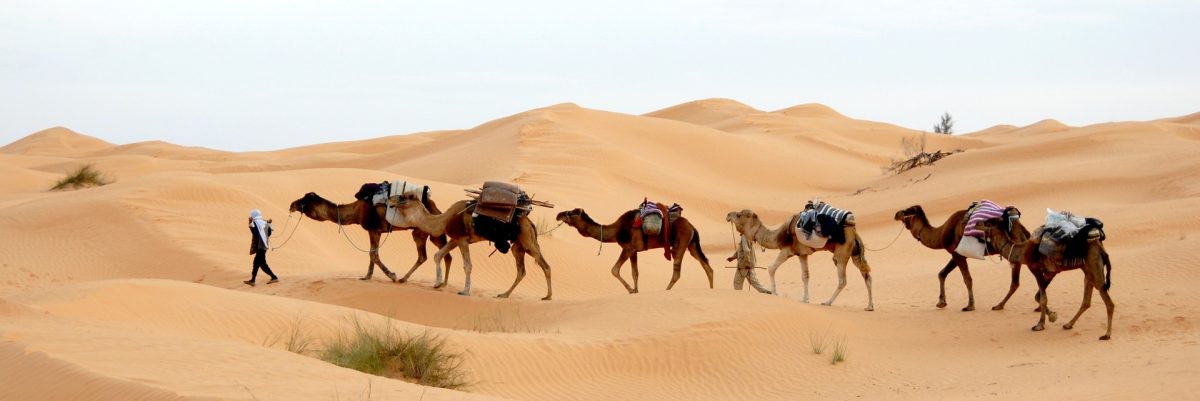 camelos no deserto da ilha de Djerba