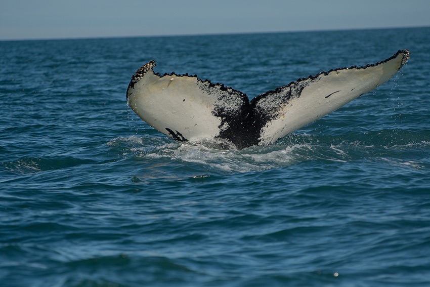 Observar baleias e golfinhos em Husavik