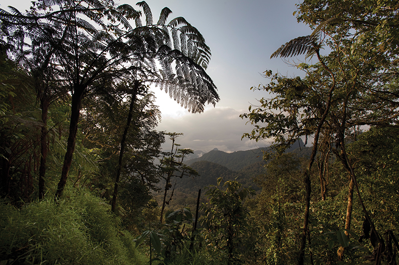 São Tomé e a Floresta da Bruma