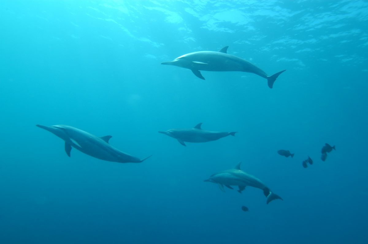golfinhos porto santo