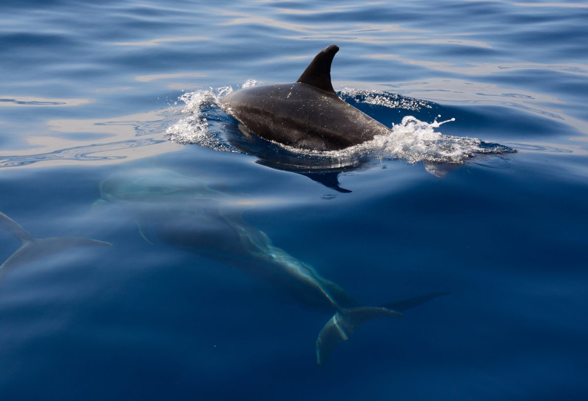 golfinhos na Ilha de São Miguel
