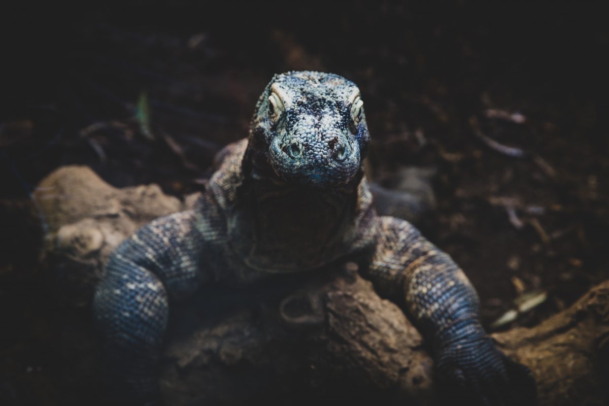 Turismo consciente para proteger o Dragão Komodo