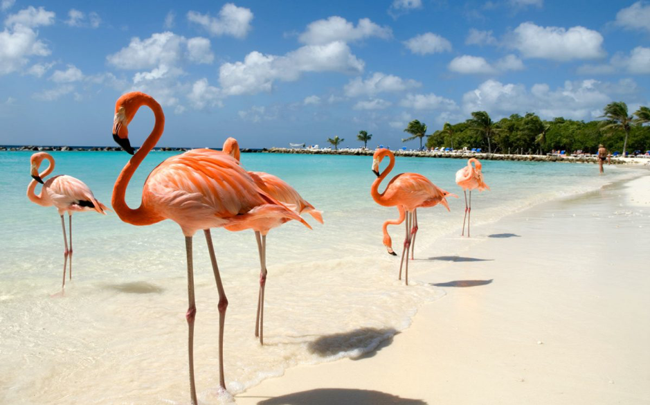 flamingos na ilha de aruba, caraíbas