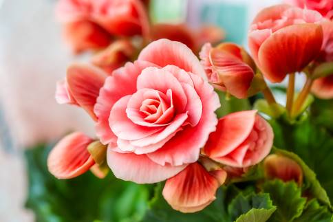 Os melhores destinos para contemplar flores no Dia da Mãe