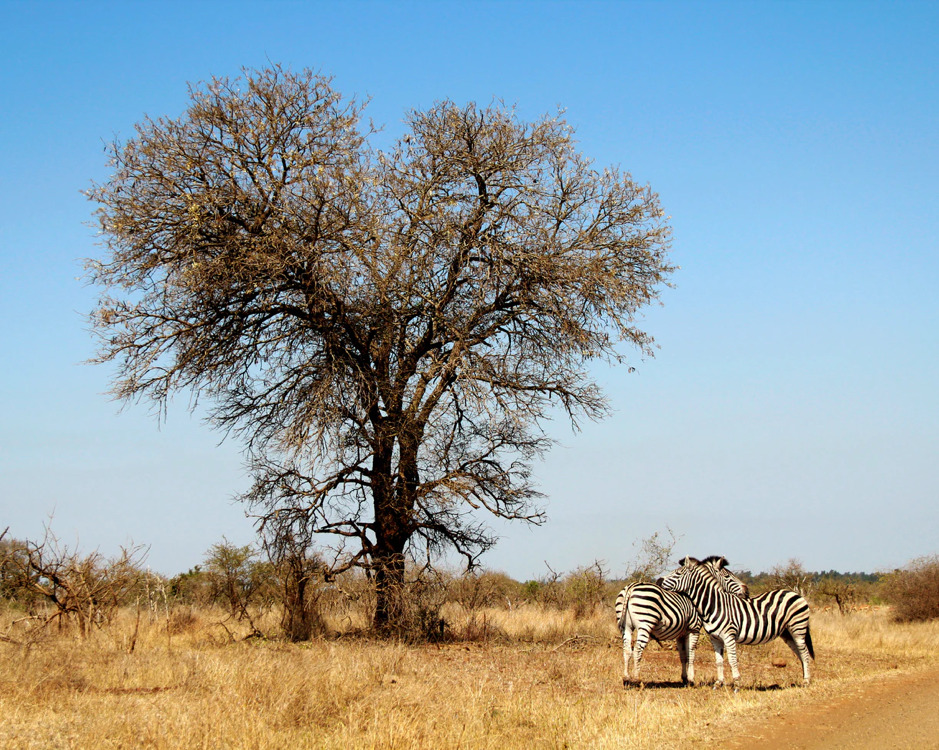 Parque Nacional de Kruger, África do Sul