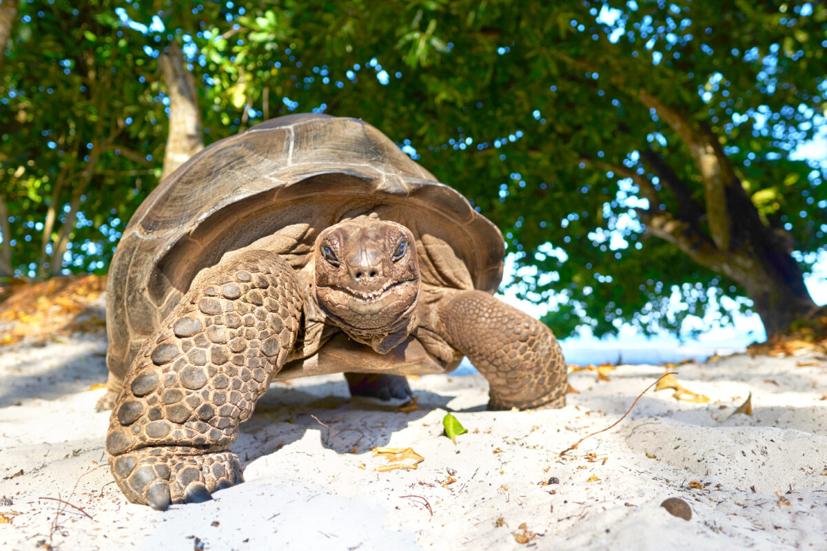 Laughing,Turtle,,Seychelles,Giant,Tortoise,-,Wildlife