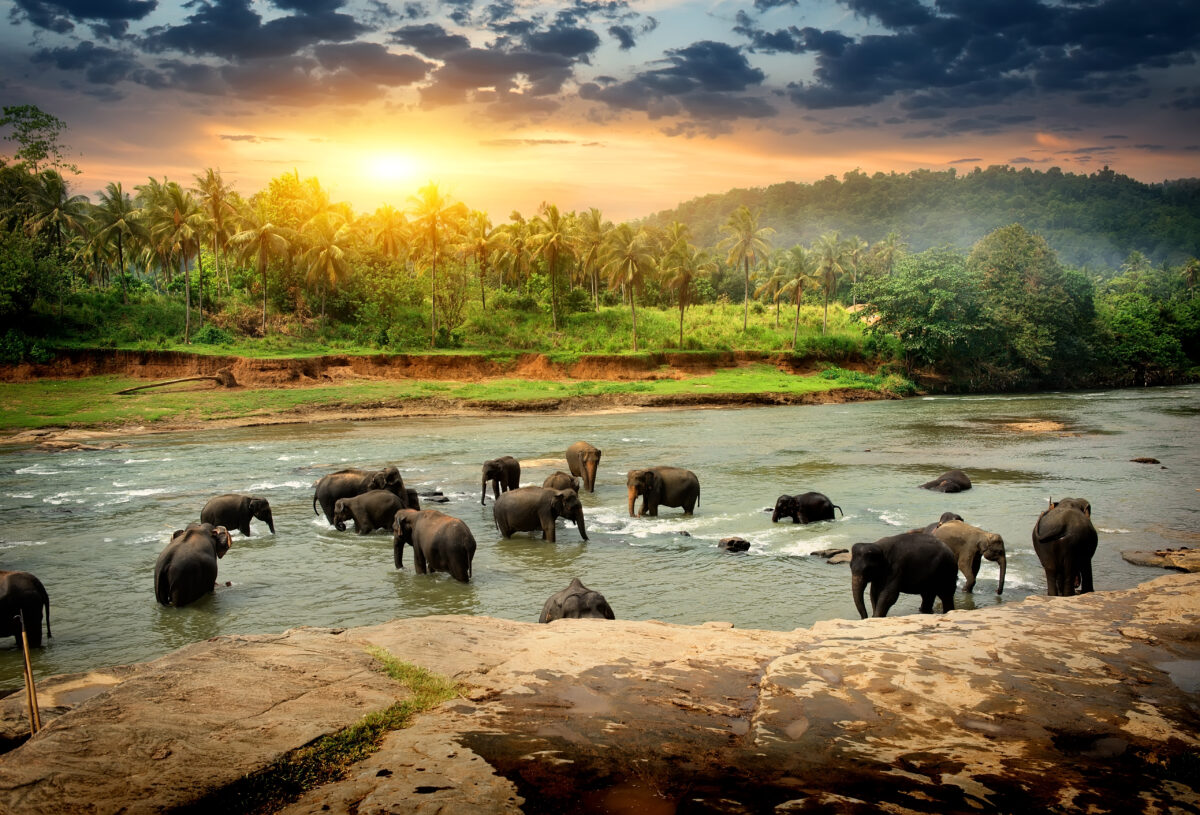 Herd,Of,Elephants,Bathing,In,The,Jungle,River,Of,Sri