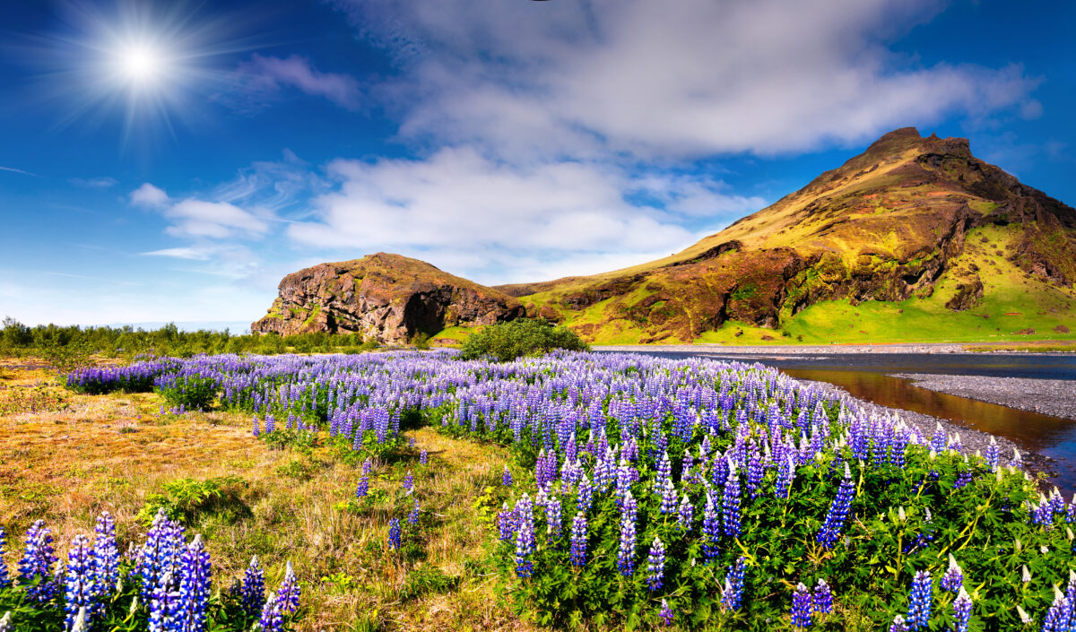 Typical,Icelandic,Landscape,With,Field,Of,Blooming,Lupine,Flowers,In