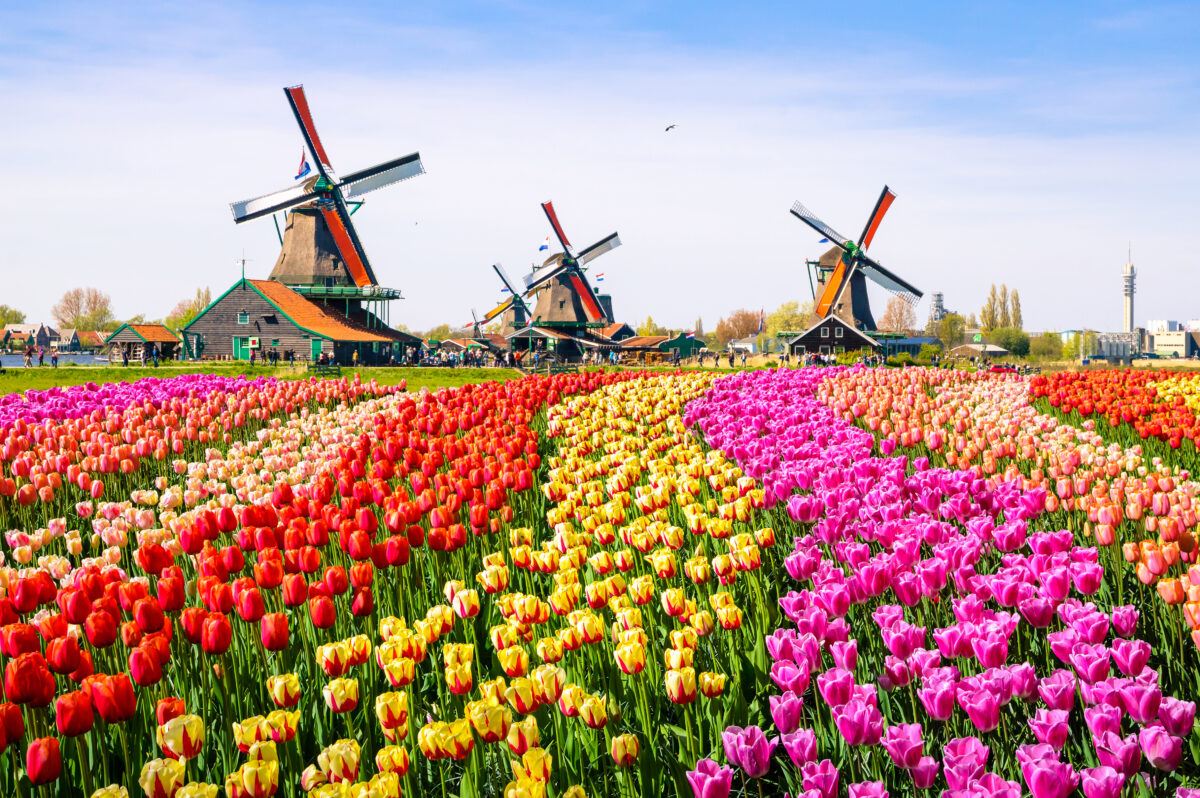 Landscape,With,Tulips,,Traditional,Dutch,Windmills,And,Houses,Near,The
