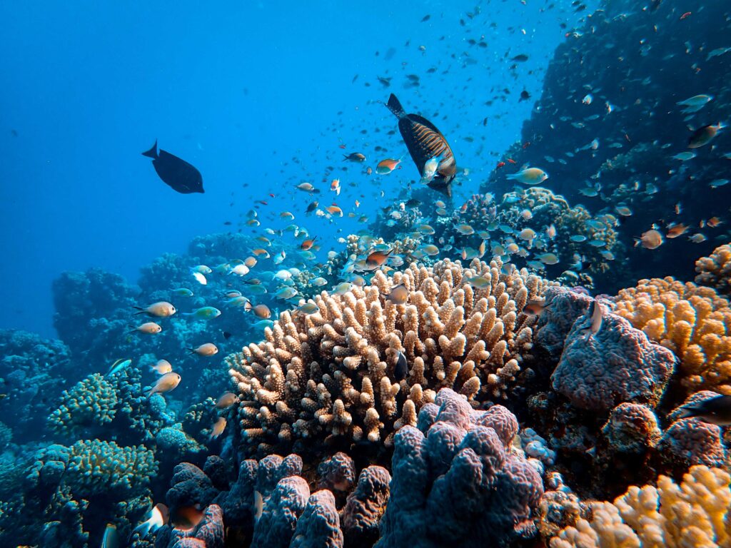 nadar uma vez na vida na grande barreira de corais 