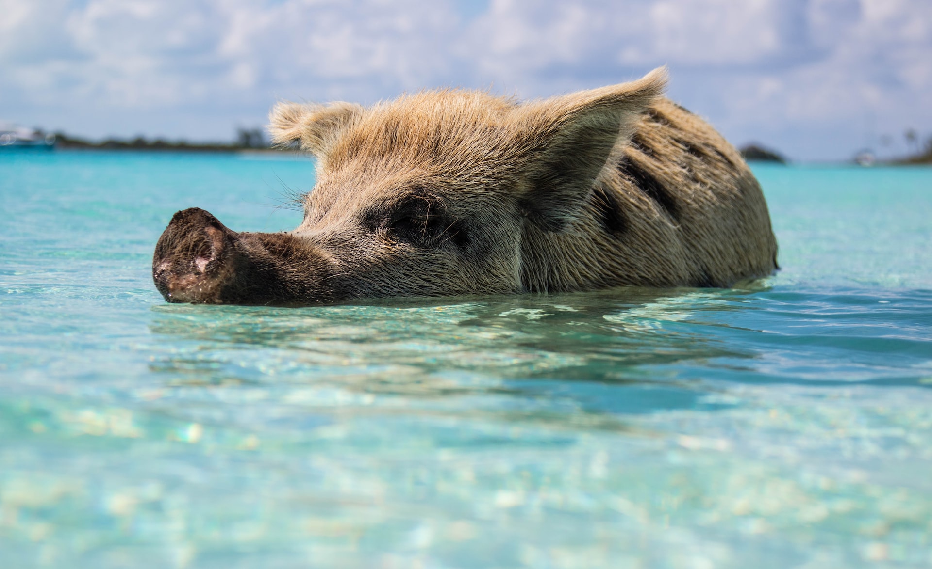 porcos que nadam - bahamas