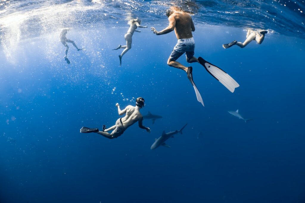 Mergulhe com tubarões na reserva marinha das Ilhas Fiji