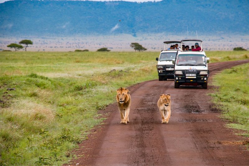 Safari no Quénia: sugestões para uma experiência inesquecível