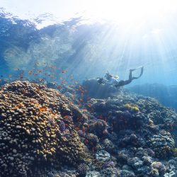 Dia Mundial dos Oceanos: 8 dicas para os preservar