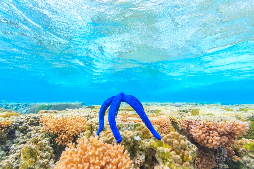 melhores destinos do mundo para snorkelling, Ilha Lady Elliot, Grande Barreira dos Corais, Austrália