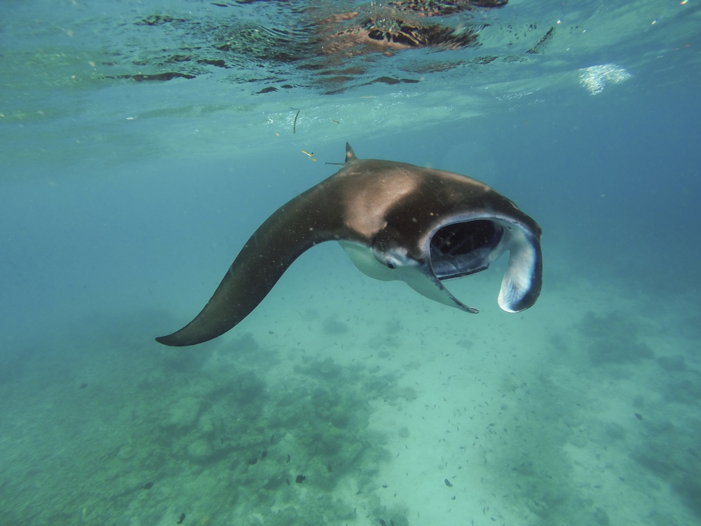 melhores destinos do mundo para snorkelling, Praia Tofo, Inhambane, Moçambique