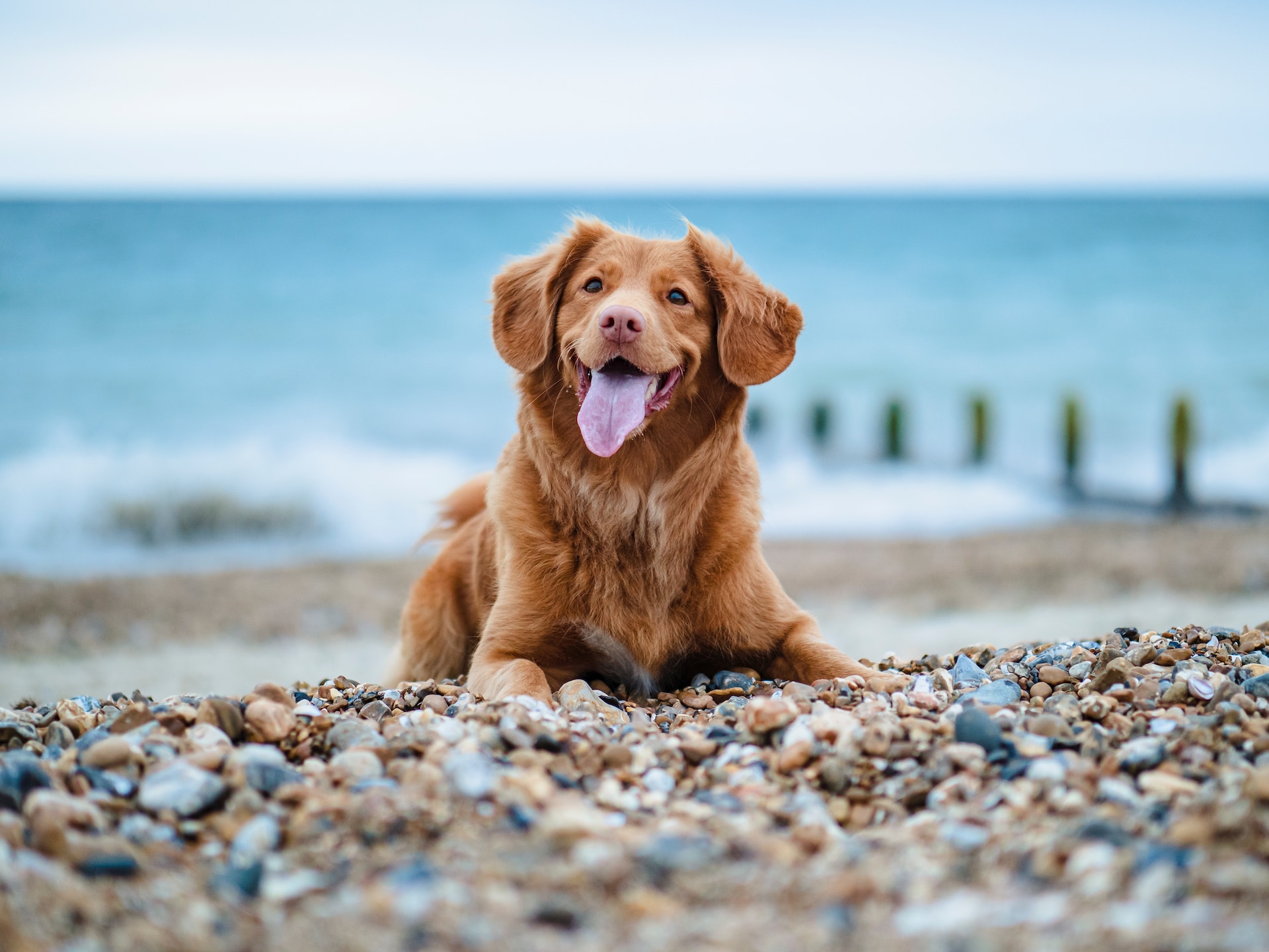 Dicas para viajar com o seu amigo de 4 patas