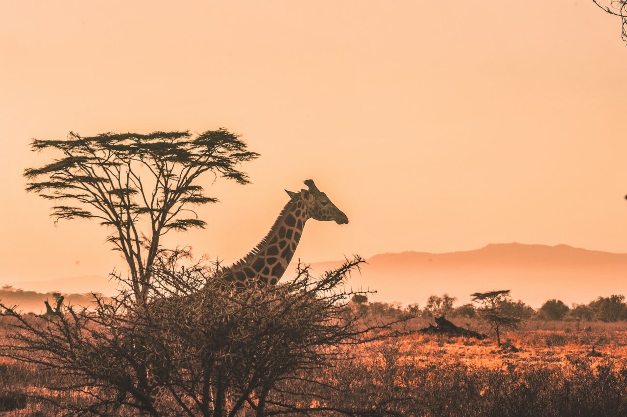 Safari, Quénia, Melhores Destinos para viajar em África em 2024