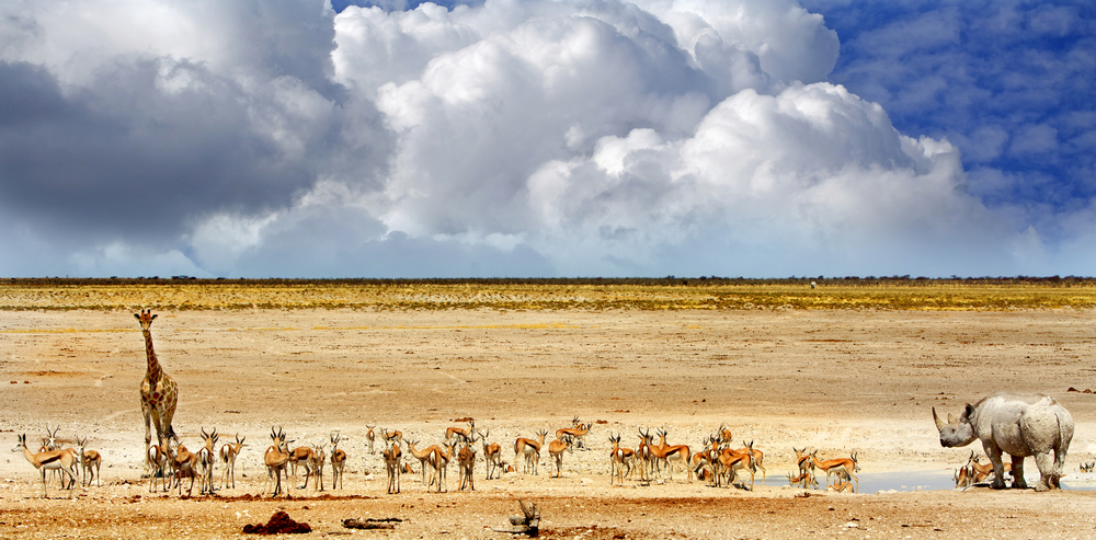 parque nacional etosha, namíbia, Os melhores destinos de safari para ver os BIG 5