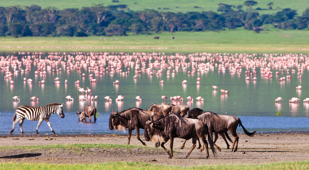 Cratera de Ngorongoro, Taznzânia. Os melhores destinos de safari para ver os BIG 5