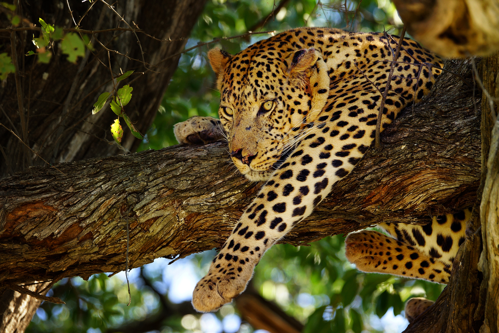 Parque nacional de chobe, botswana, Os melhores destinos de safari para ver os BIG 5