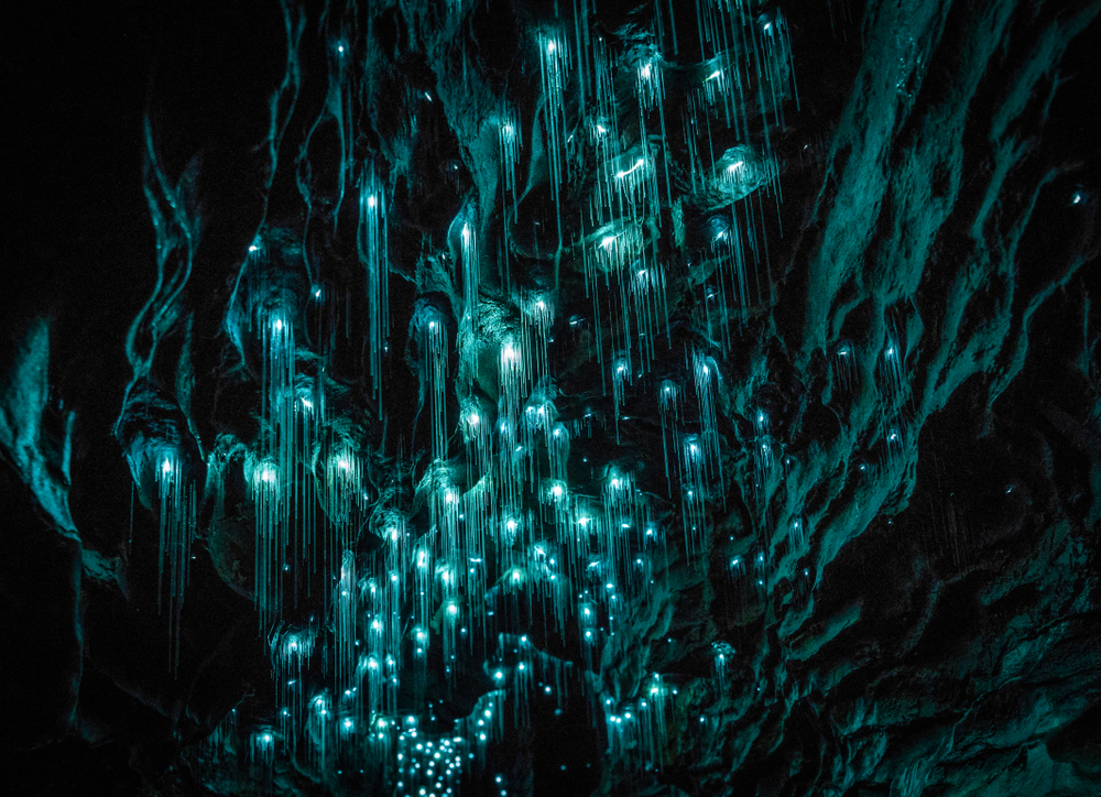 Glowworm Cave, Nova Zelândia, 12 lugares no mundo tão incríveis que parecem mentira