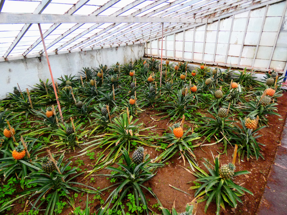 Plantação de Ananáses,  O que fazer em São Miguel com chuva, Açores