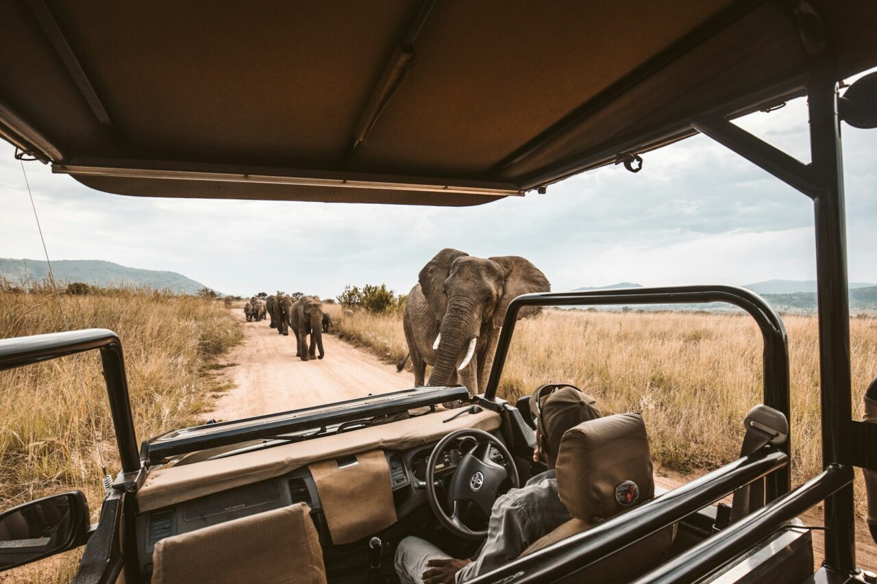 Elefante, Safaria, África