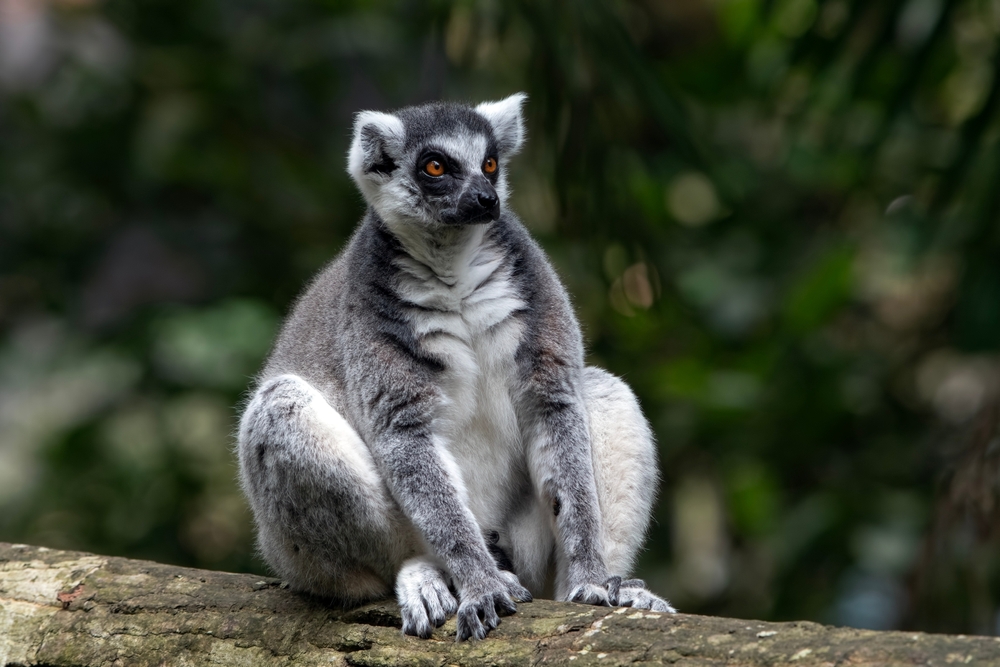 Madagascar: Nosy Be, as Baobás e Tudo o que Precisa de Saber antes de Ir